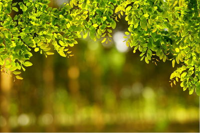 Close-up of fresh green plants