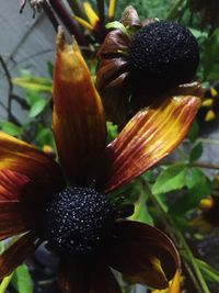 Close-up of flower blooming outdoors