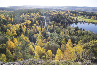 Trees in forest against sky