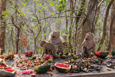 Monkey sitting on a tree