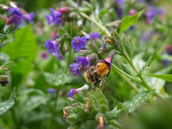 Honey bee pollinating on purple flower