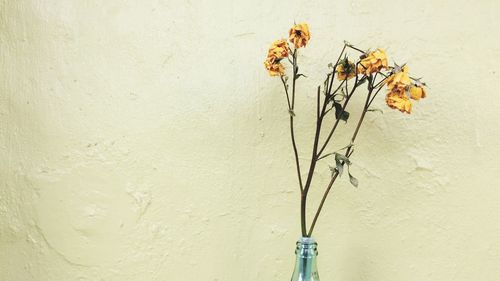 Close-up of flowers in vase