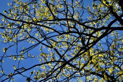 Low angle view of flowering tree against sky