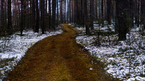 Trees growing in forest during winter