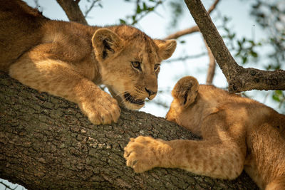 Close-up of lion cubs sitting on tree trunk