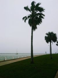 Palm trees by sea against clear sky