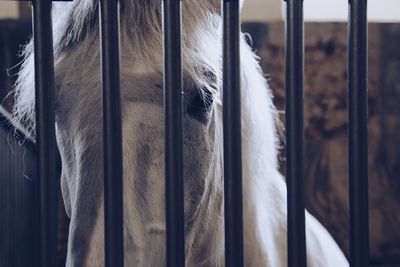 Horse standing in stable