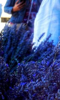 Close-up of flowers against blurred background