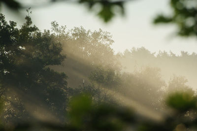 Low angle view of trees against sky