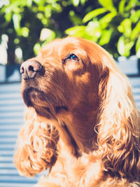 Close-up of a dog looking away