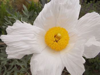 Close-up of white flower blooming outdoors