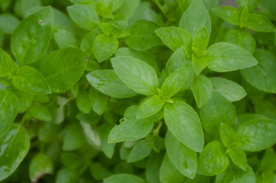 Full frame shot of green leaves