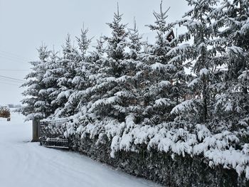 Snow covered pine trees by road during winter