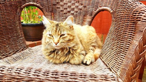 Portrait of cat in basket on chair