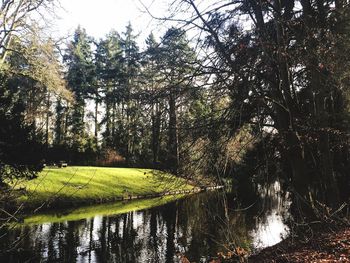 Scenic view of river in forest