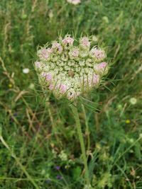 Close-up of pink flowering plant on field