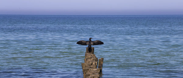 Bird perching on wooden post in sea