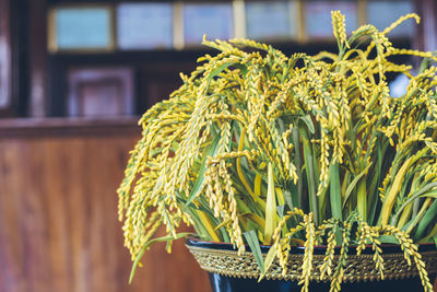 Close-up of yellow flowering plant in yard