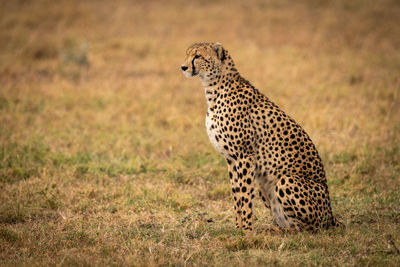 Cheetah sitting on field in zoo