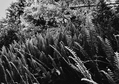 Close-up of plants against trees