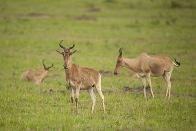 Herd of deer on field