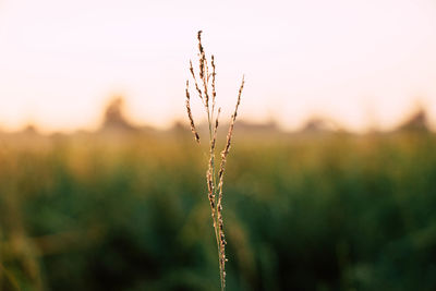 Close-up of stalks in field against sky