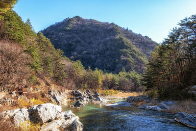 Scenic view of river amidst trees against clear sky