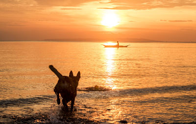 View of dog on sea during sunset