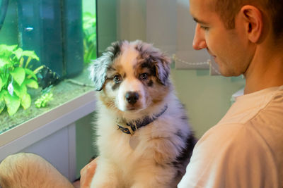 Australian shepherd dog sitting in man's lap observing a fishtank.