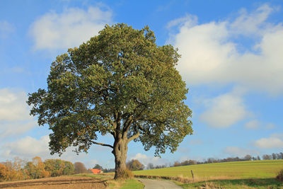 Oak tree on field against sky