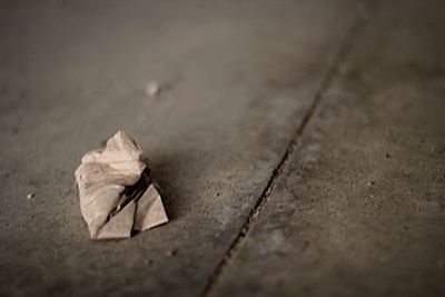 Close up of leaf