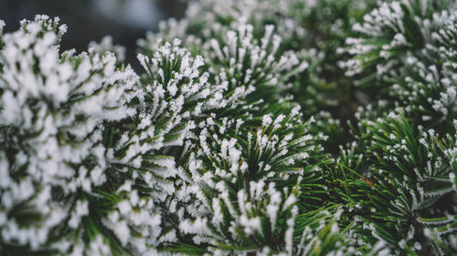 Close-up of snow covered pine tree