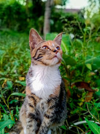 Close-up of a cat looking away