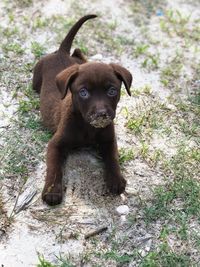 Portrait of puppy standing outdoors