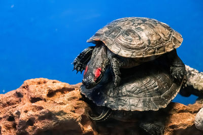 Close-up of turtle swimming in sea