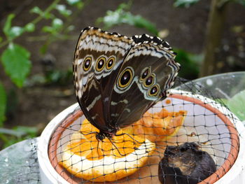 Close-up of butterfly