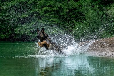 View of dog in water