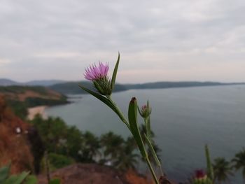 Close-up of pink flowering plant by lake against sky