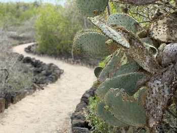 Close-up of prickly pear cactus