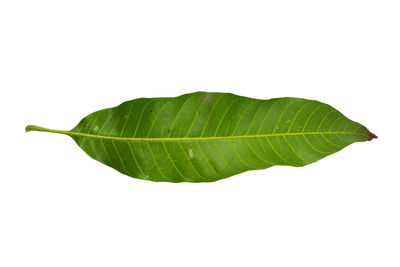 Close-up of leaf against white background