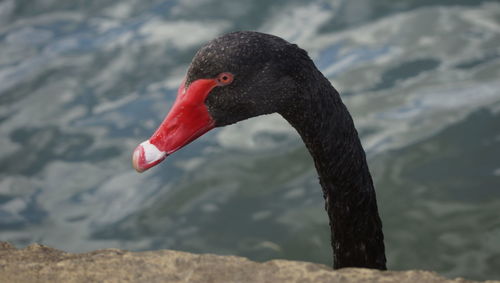 Close-up of black swan in lake