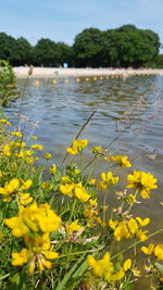 Scenic view of flowers