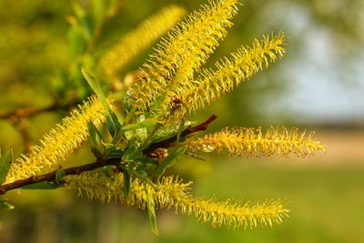 Close-up of yellow leaves on plant