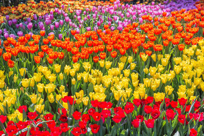 Full frame shot of red tulip flowers