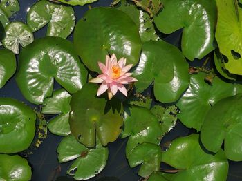 High angle view of lotus water lily in pond