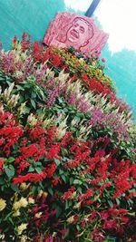 Close-up of red flowers blooming against sky