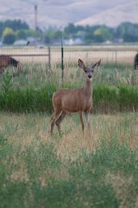 Deer standing on field