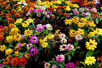 Close-up of multi colored flowers blooming outdoors