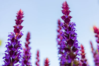 Low angle view of purple flowering plants against sky