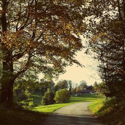 Road passing through forest